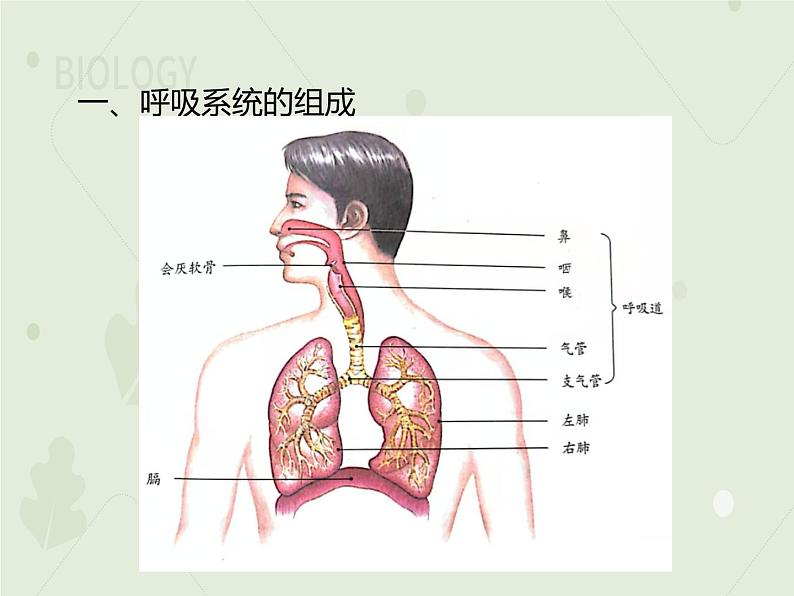 4.3.1呼吸道对空气的处理(教学课件)-2022-2023学年初中生物人教版七年级下册第6页
