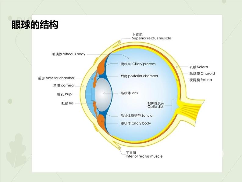4.6.1人体对外界环境的感知(教学课件)-2022-2023学年初中生物人教版七年级下册第6页