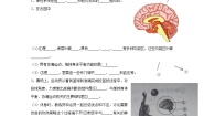 初中生物第二节 神经系统的组成学案及答案