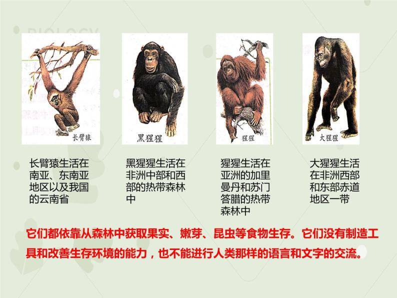 4.1.1人类的起源和发展（教学课件）-2022-2023学年初中生物人教版七年级下册07