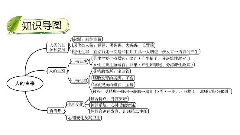 中考生物一轮复习精讲课件-- 人的由来第3页