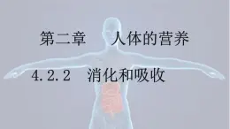 4.2.2 消化和吸收-【备课优选】2022-2023学年七年级下册生物同步优质课件（人教版七下）