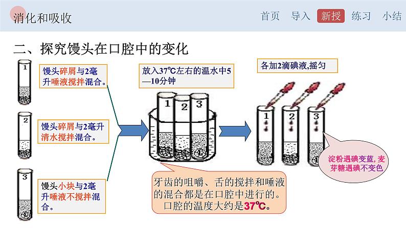 4.2.2 消化和吸收-【备课优选】2022-2023学年七年级下册生物同步优质课件(人教版七下)第6页