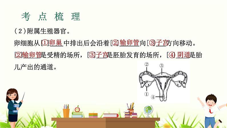 中考生物复习专题六第19章人的生殖和发育课件第5页
