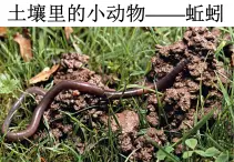 苏科版七下生物 13.1 土壤里的小动物 课件