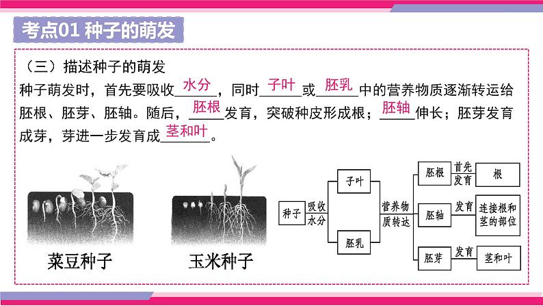 中考生物一轮复习讲练测--专题05 被子植物的一生(精品课件)第7页