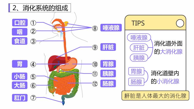 新人教版（新课标）生物七下：2.2《消化和吸收》课件+教案07