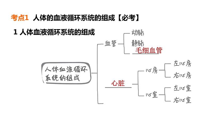 人教版中考生物一轮复习--第11课时 人体生命活动的能量供给(复习课件)第4页