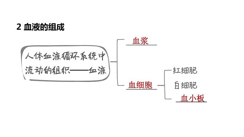 人教版中考生物一轮复习--第11课时 人体生命活动的能量供给(复习课件)第5页
