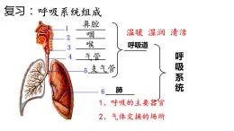 4.3.2发生在肺内的气体交换课件