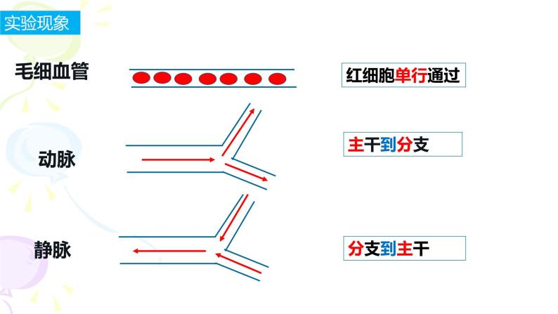 4.4.2血流的管道——血管课件07