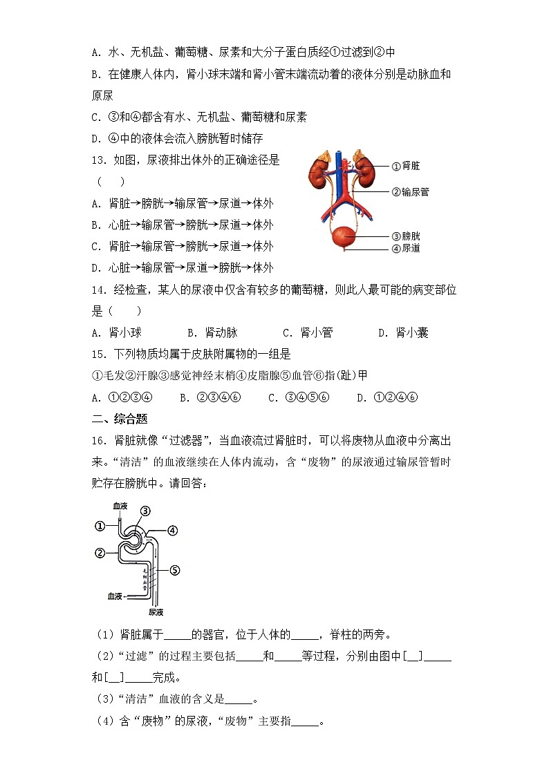 人教版生物七年级下册第五章(人体内废物的排出)检测试卷第3页