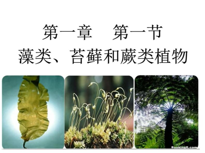 藻类、苔藓和蕨类植物课件PPT04
