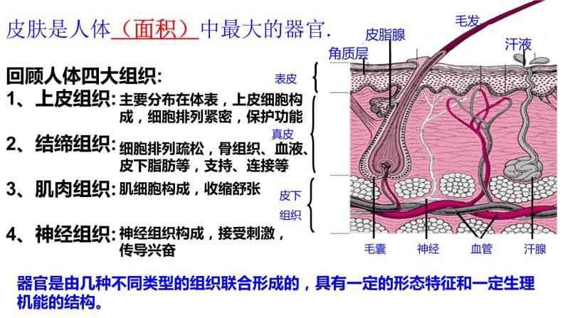 第四单元第十一章第三节 皮肤与汗液分泌课件  北师大版生物七年级下册05