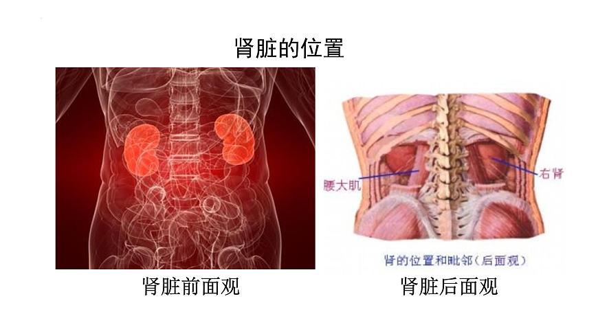 第四單元第十一章第二節(jié)  尿液的形成與排出  課件 北師大版生物七年級(jí)下冊(cè)第3頁(yè)