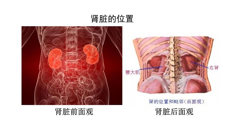 第四单元第十一章第二节 尿液的形成与排出 课件 北师大版生物七年级下册03
