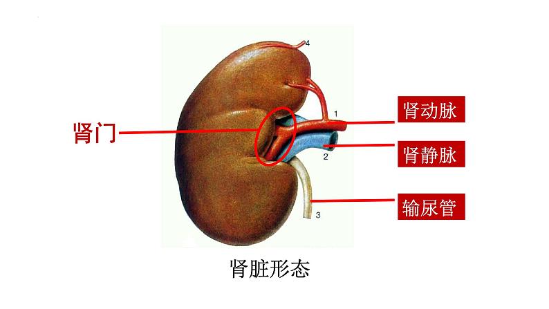 第四单元第十一章第二节 尿液的形成与排出 课件 北师大版生物七年级下册05