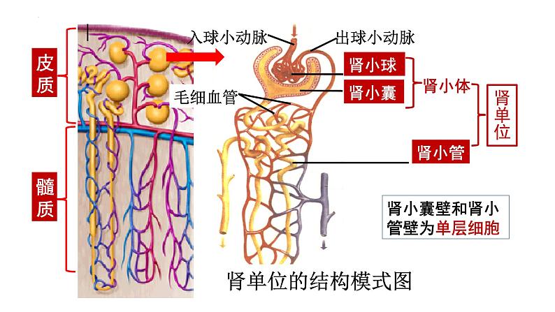 第四单元第十一章第二节 尿液的形成与排出 课件 北师大版生物七年级下册07