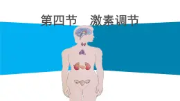 第四单元第六章第四节 激素调节课件  人教版生物七年级下册