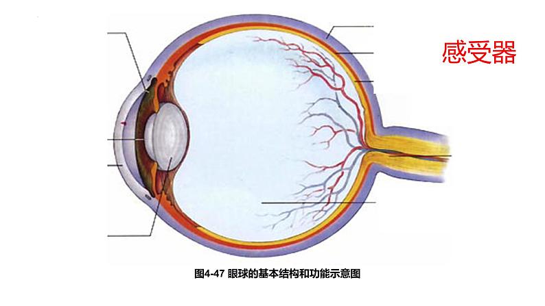 第四单元第六章第二节神经系统的组成 课件 人教版生物七年级下册02