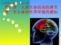 第四单元第六章第一节人体对外界环境的感知 课件  人教版生物七年级下册