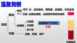 第四单元第四章第二节血流的管道——血管课件  人教版生物七年级下册 (1)