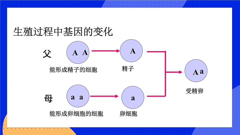 生殖过程中基因的变化第1页