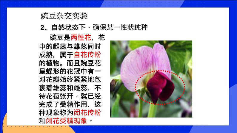 第十一章 第二节 生物的性状遗传 课件第4页