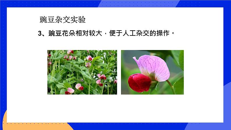 第十一章 第二节 生物的性状遗传 课件第5页