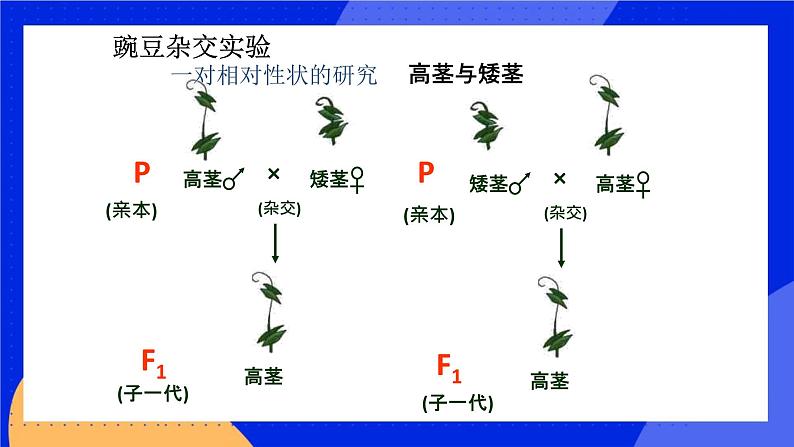 第十一章 第二节 生物的性状遗传 课件第6页