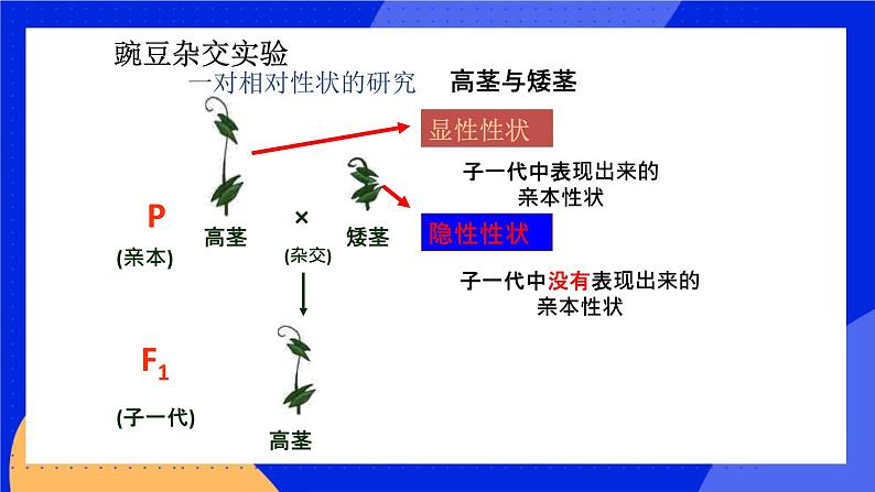 第十一章 第二节 生物的性状遗传 课件第7页