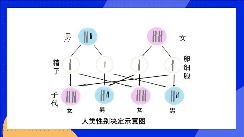 第十一章 第三节 人类的遗传 课件第4页