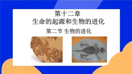 12.2  生物的進化 課件+教案+習題+素材