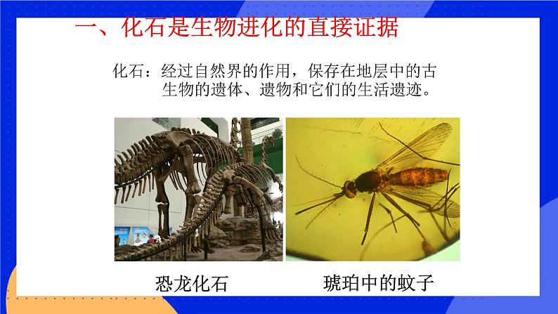 第十二章 第二节生物的进化 课件第2页