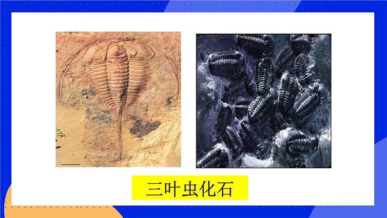 第十二章 第二节生物的进化 课件第3页