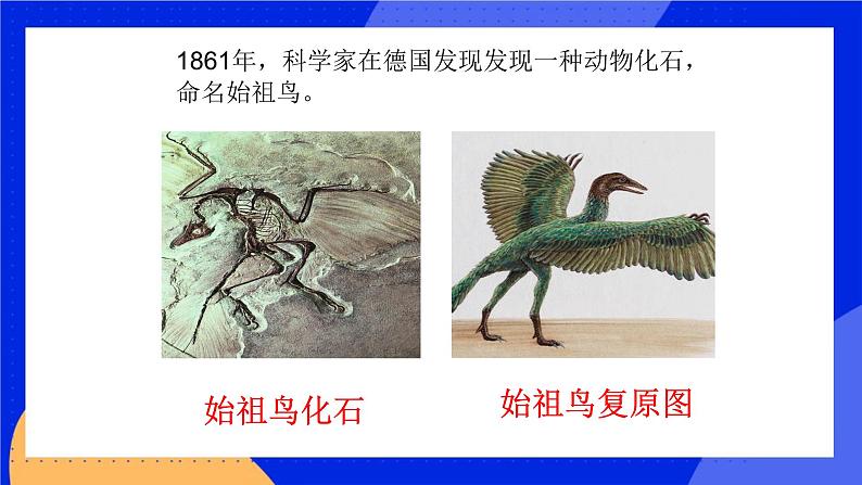 第十二章 第二节生物的进化 课件第4页