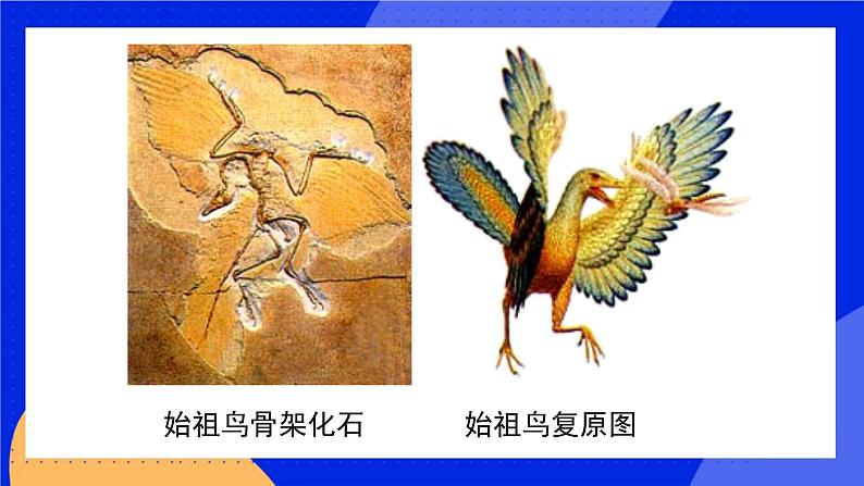 第十二章 第二节生物的进化 课件第5页