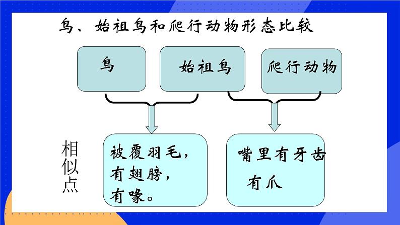 第十二章 第二节生物的进化 课件第6页