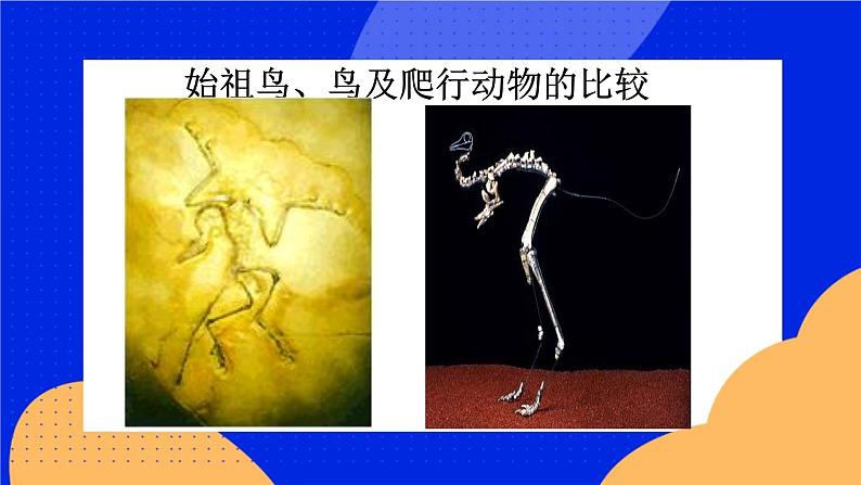 始祖鸟、鸟及爬行动物的比较 第1页
