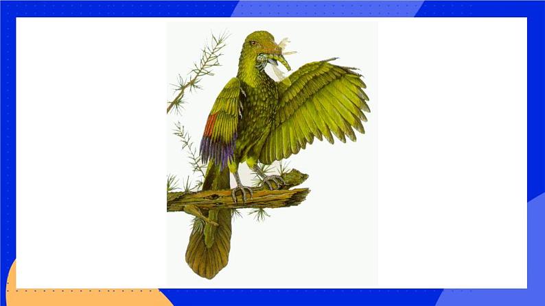 始祖鸟、鸟及爬行动物的比较 第2页