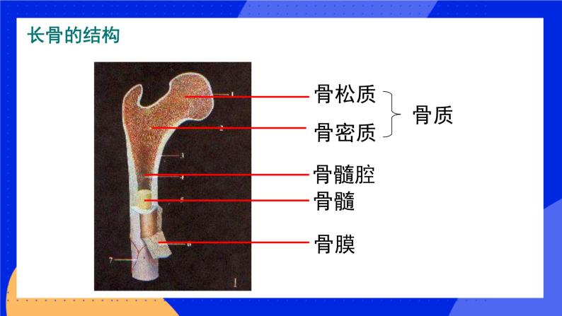 15.2 动物运动的形成 课件+练习+素材 北师大版八年级生物上册08