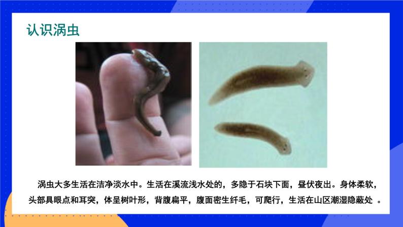 16.1 先天性行为和后天学习行为 课件+练习+素材 北师大版八年级生物上册06