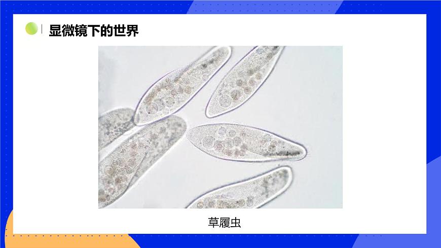 3.1.2 細(xì)胞的基本結(jié)構(gòu)和功能 課件 北師大版七年級生物上冊第4頁