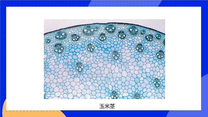3.1.2 細(xì)胞的基本結(jié)構(gòu)和功能 課件 北師大版七年級生物上冊第5頁