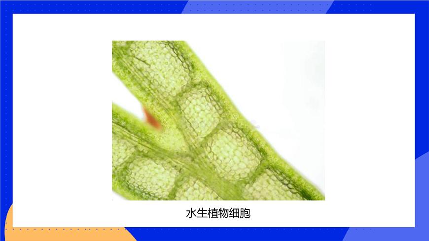 3.1.2 細(xì)胞的基本結(jié)構(gòu)和功能 課件 北師大版七年級生物上冊第6頁