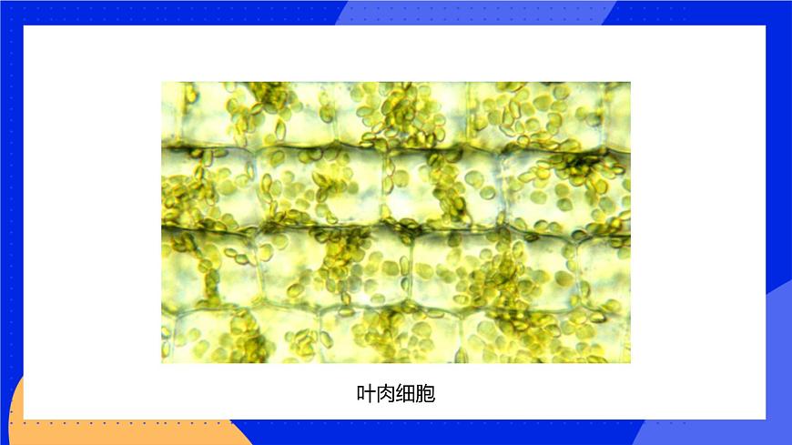 3.1.2 細(xì)胞的基本結(jié)構(gòu)和功能 課件 北師大版七年級生物上冊第7頁