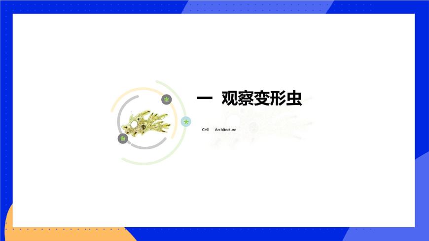 3.2 細胞是生命活動的單位 課件 北師大版七年級生物上冊第3頁