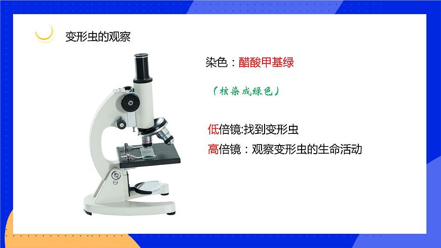 3.2 細胞是生命活動的單位 課件 北師大版七年級生物上冊第5頁