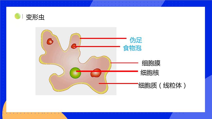 3.2 細胞是生命活動的單位 課件 北師大版七年級生物上冊第6頁