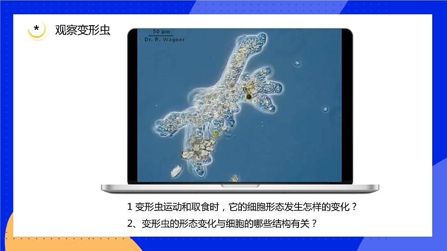 3.2 細胞是生命活動的單位 課件 北師大版七年級生物上冊第8頁